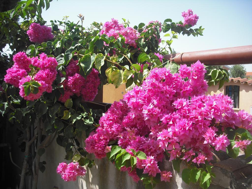 B&B Hibiscus คาโปแตร์รา ภายนอก รูปภาพ