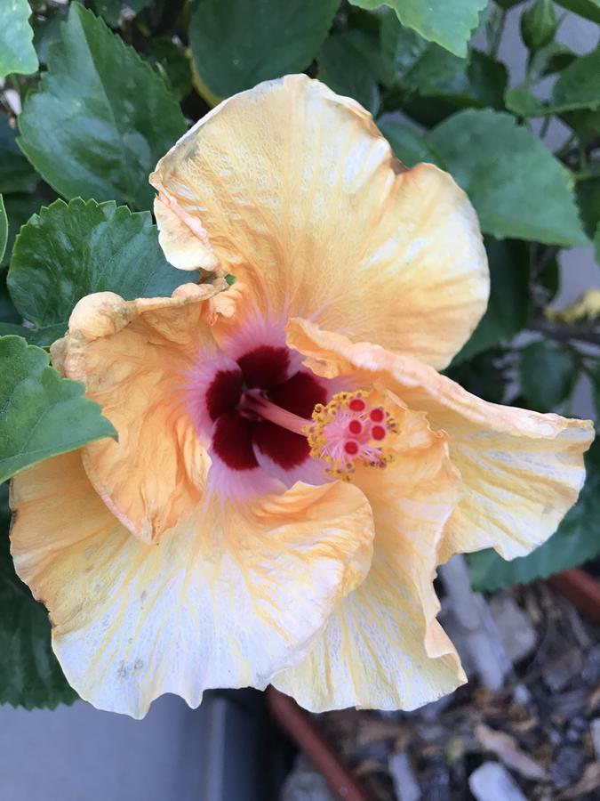 B&B Hibiscus คาโปแตร์รา ภายนอก รูปภาพ