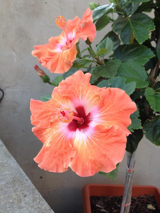 B&B Hibiscus คาโปแตร์รา ภายนอก รูปภาพ